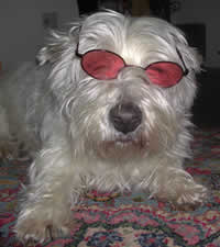 Barney, may he Rest in Peace