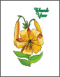 Tiger Lilies Note Cards